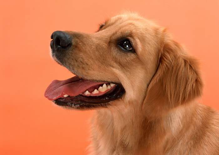 5种宠物店不推荐的狗便宜又好养,这6种狗可以放心养公认不咬人