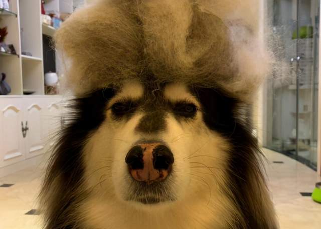 饲养阿拉斯加犬的注意事项,饲养阿拉斯加