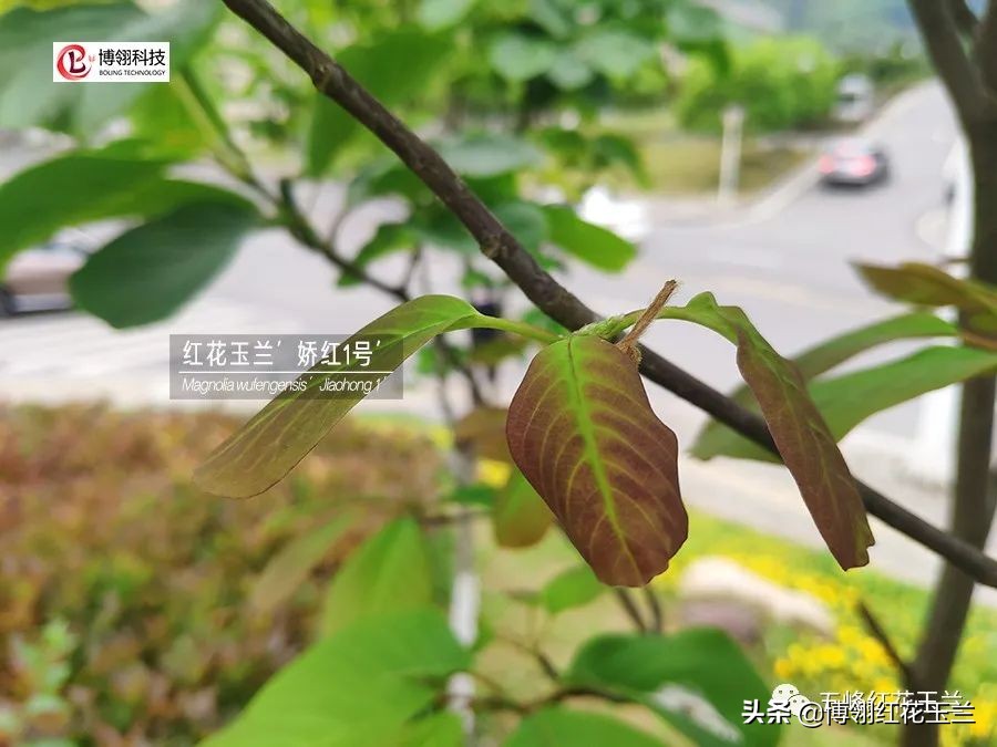 娇红一号玉兰真假识别,娇红一号玉兰和黄鸟玉兰区别