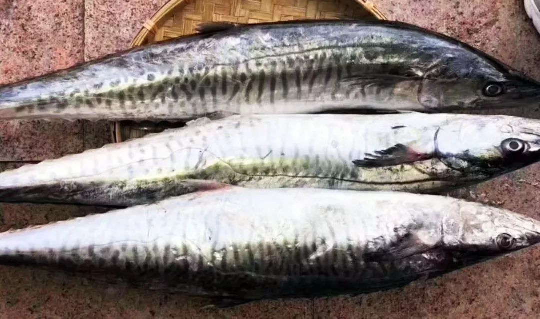 告别北上广：女白领朋友圈直播捕鱼，看了才知道什么是硬核海鲜