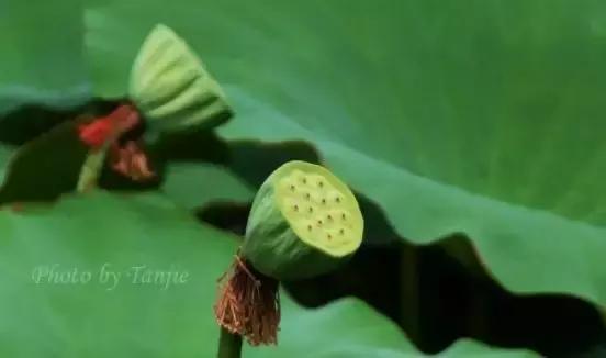 草缸造景沙子如何处理,草缸造景用什么铺底
