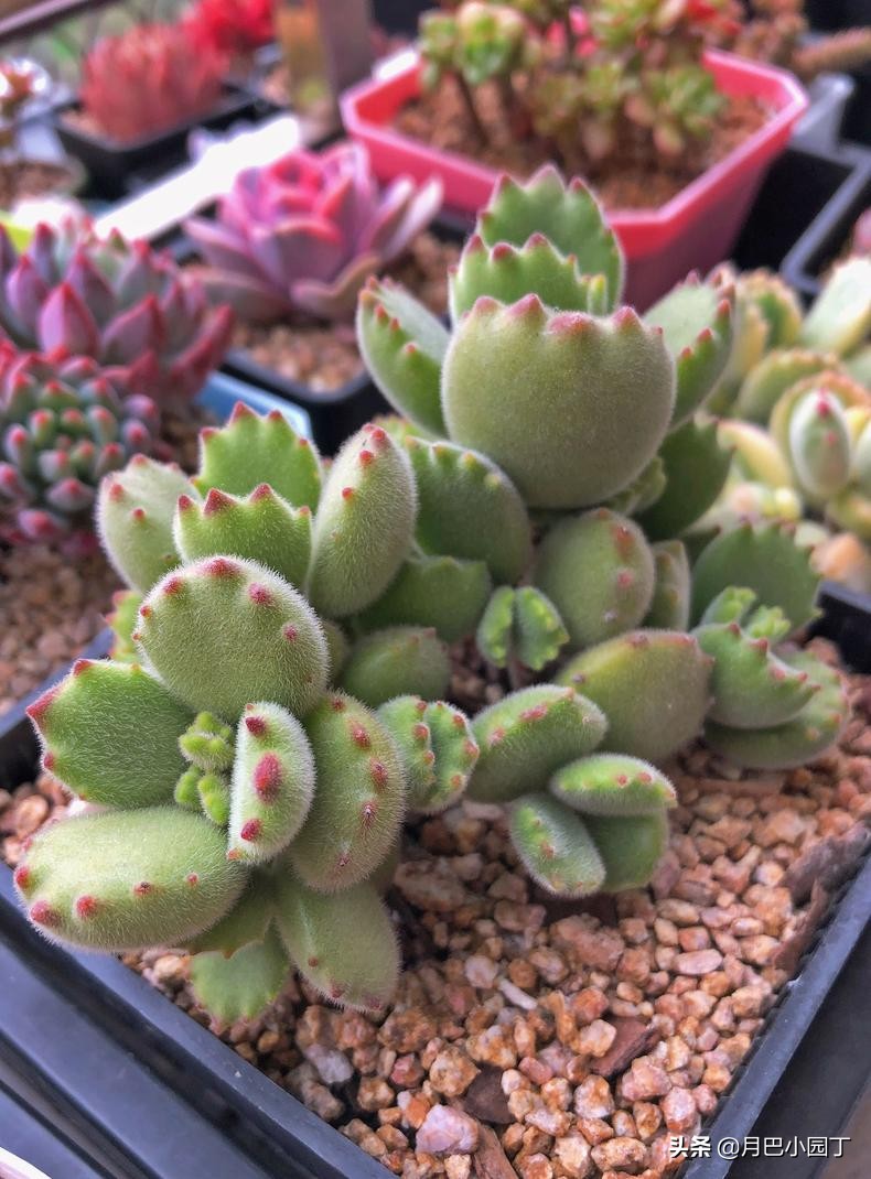 多肉怎么养不长高只长胖,多肉总是长不大爱蔫怎么办