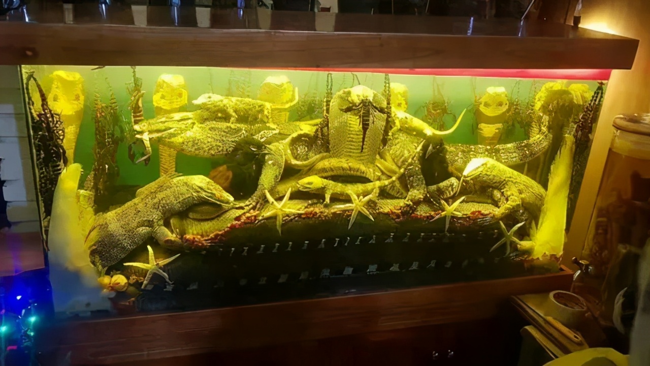 吃货的崇拜：土龙是王子，也是土匪头子