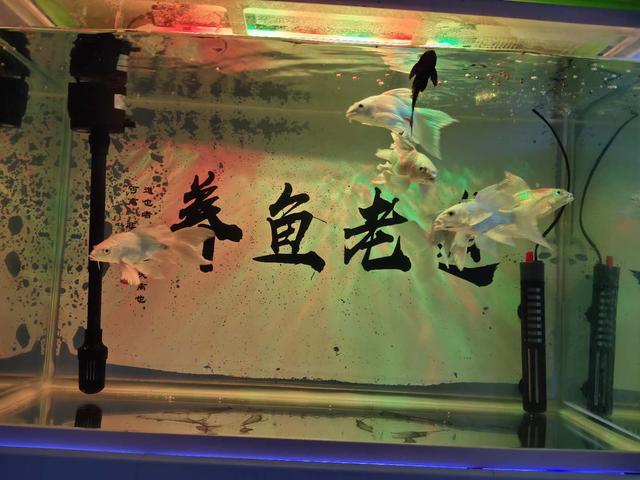 水池养锦鲤养不了多久就会死了,养的小锦鲤老是死什么原因