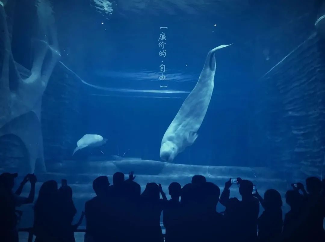 点赞他们的高光时刻,大家用手机拍出过什么好看的照片