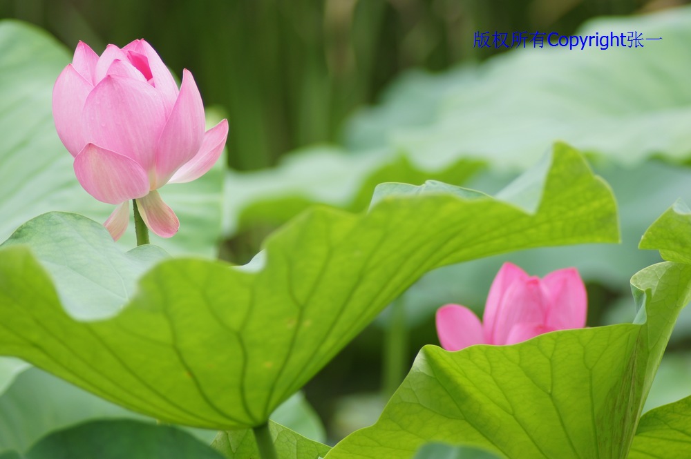 北京紫竹院的荷花：德国Pentacon与日本Minolta镜头实拍对比