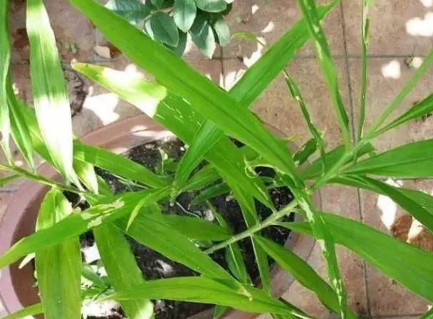 冬天能种生姜盆栽吗,盆栽生姜可以过冬明年继续种吗