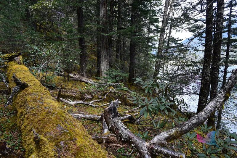 鲸落到底有多凄美,鲸落南北鲨掉东西的段子