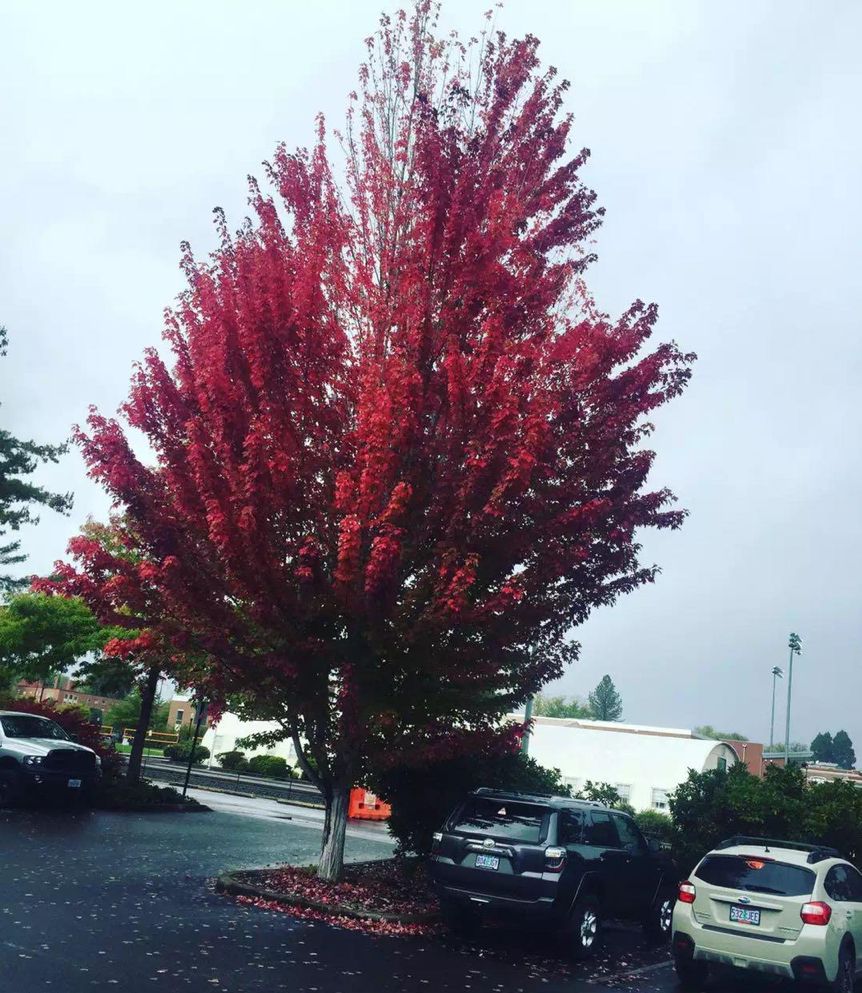 留美学生做直播卖货,帮助华人老移民收入翻8倍,却休学回了国