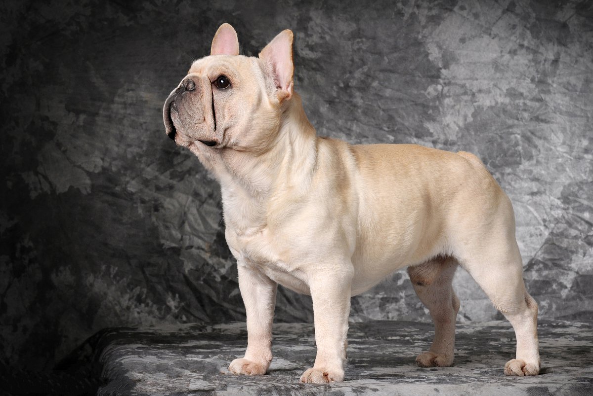 中国有什么名贵的狗,俄罗斯名贵狗价格