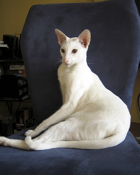 名贵猫咪的品种及图片大全,十大名贵猫咪品种排行榜