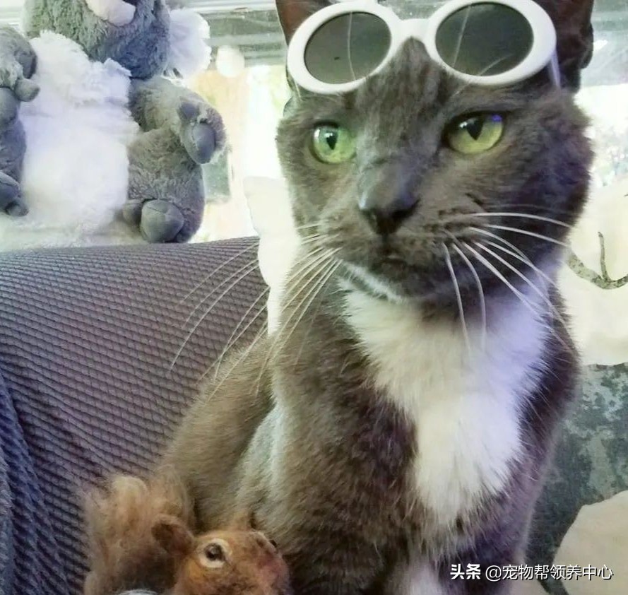 蓝猫洗澡闹脾气暴躁主人怎么制服,猫咪拖鞋蓝猫和白猫