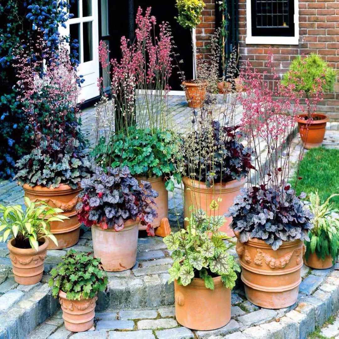 这10种耐旱花2个月不浇水,10种花养不死