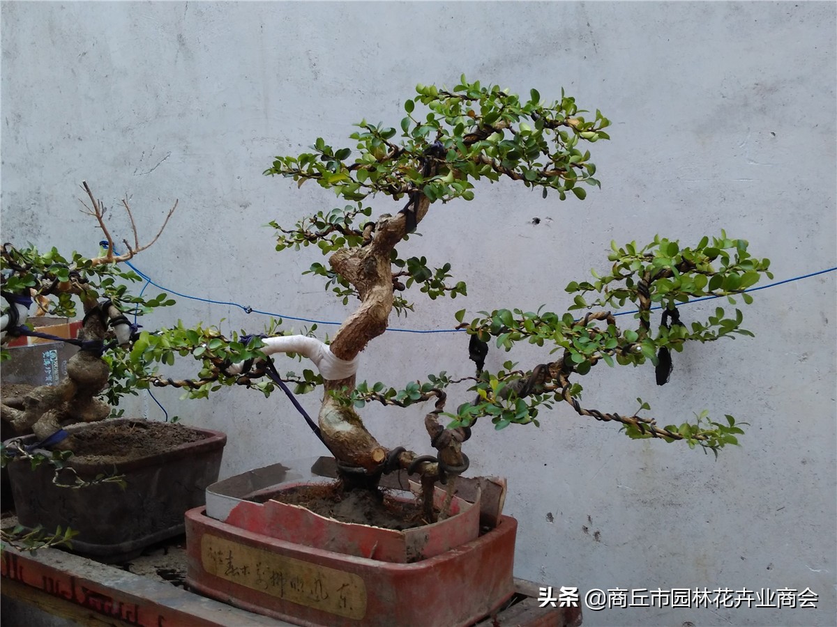 家有黄杨富贵吉祥,家有黄杨富贵满堂是什么意思