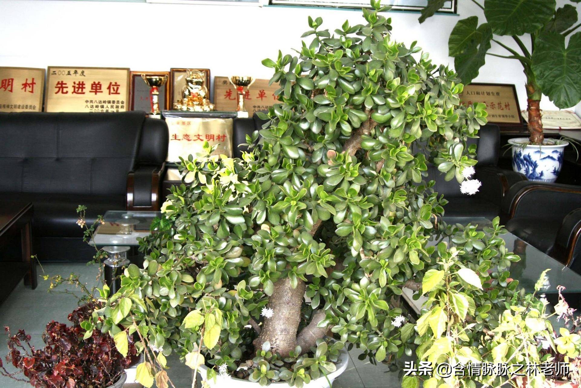 家里植物长得不好有什么说法,家里什么植物都养不好是什么原因