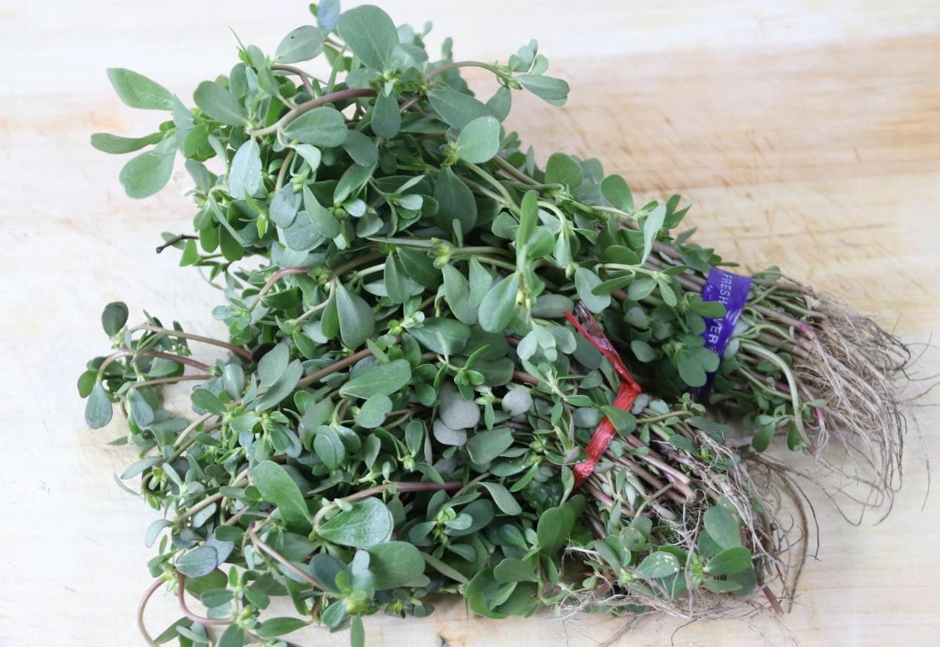 痔疮犯了吃什么下火的中药,治疗痔疮的野菜叫什么菜