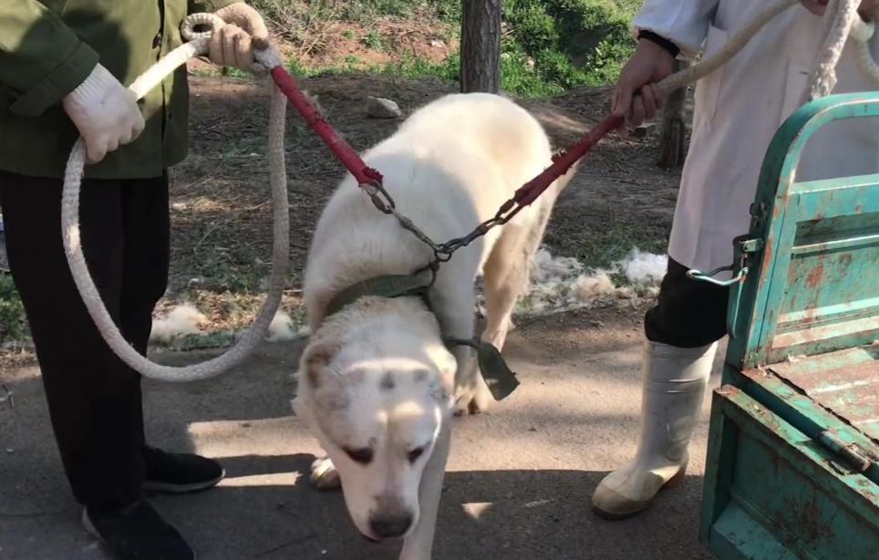 200斤的护卫犬,200斤护卫犬