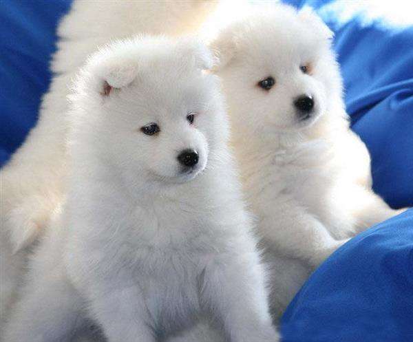 养狗新手入门必备知识,养狗知识大百科入门篇