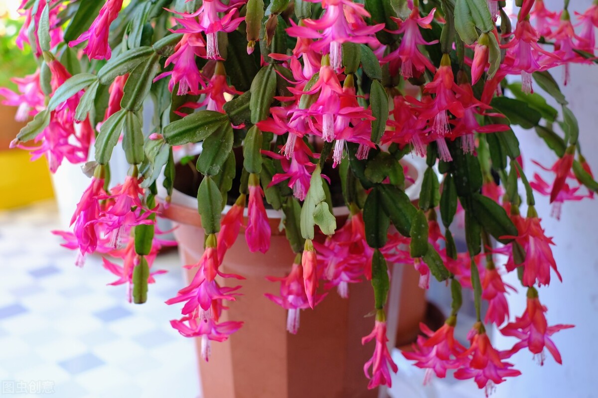 耐阴多肉植物室内,30种耐阴植物室内盆栽