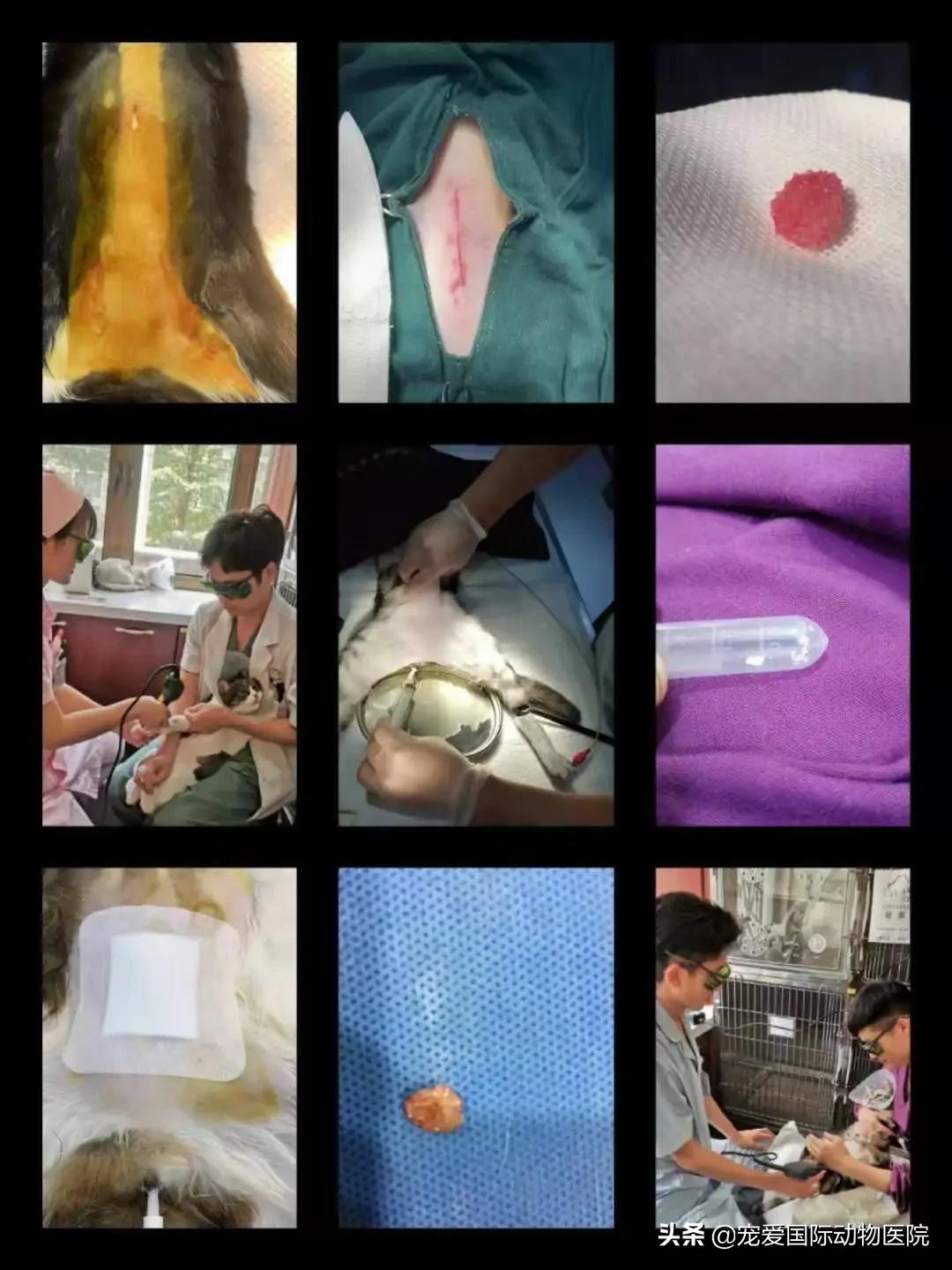 难以言说的疼完整版,猫咪肾结石的症状都有什么