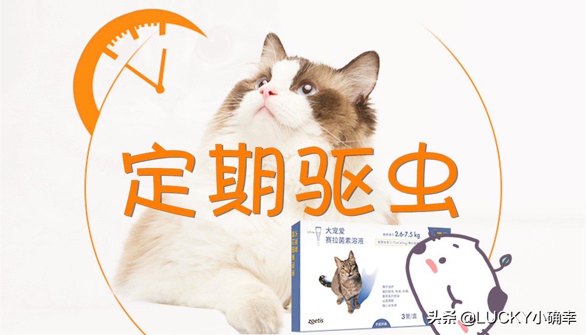 猫咪低产是什么原因,猫咪干货分享