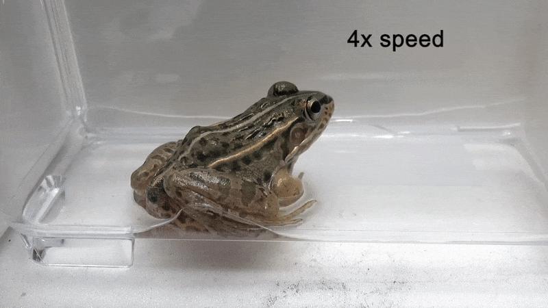 青蛙被昆虫吃掉的视频教程,水甲虫被青蛙吞食