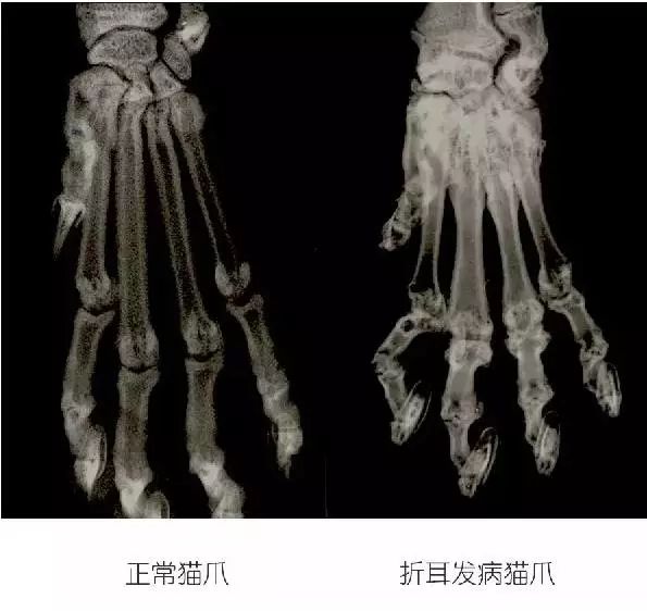 对折耳根的恐惧,不听劝养折耳猫