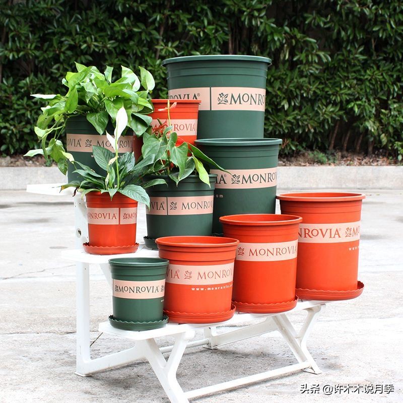 月季新手种植教程,购苗、修剪、施肥、浇水、喷药,手把手教你