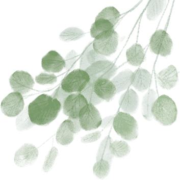 温州乐清900多岁的“树王”，长这样