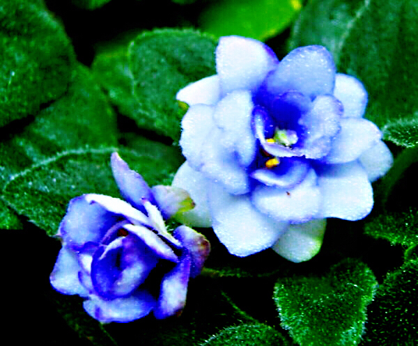 非洲紫罗兰盆栽,紫罗兰花卉盆栽图片