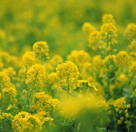 描写油菜花盛开的诗词,描写油菜花的诗词有哪些