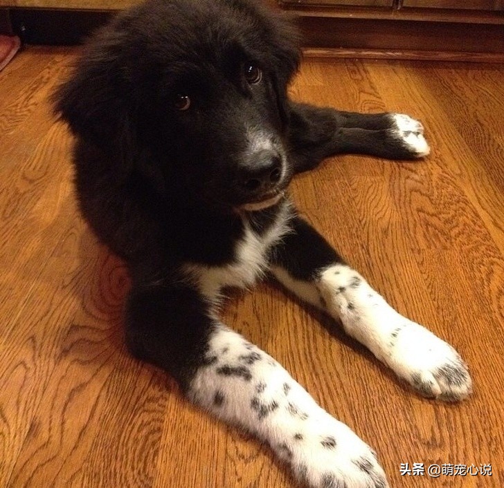 串串狗到底是什么品种的狗狗,什么品种的串串狗最可爱