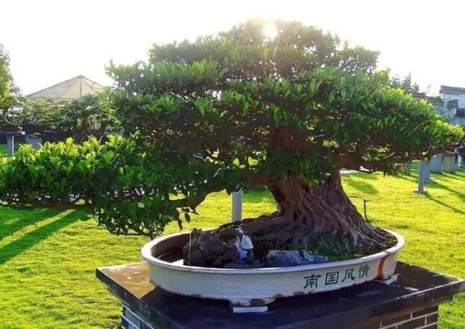 世界十大罕见花卉,世界名贵花卉高清大图