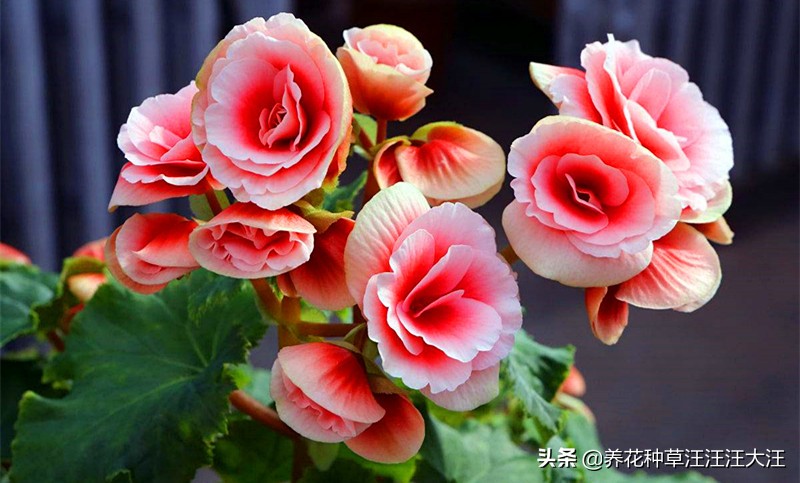 丽格海棠开的花越来越小,丽格海棠怎么花越开越淡怎么回事