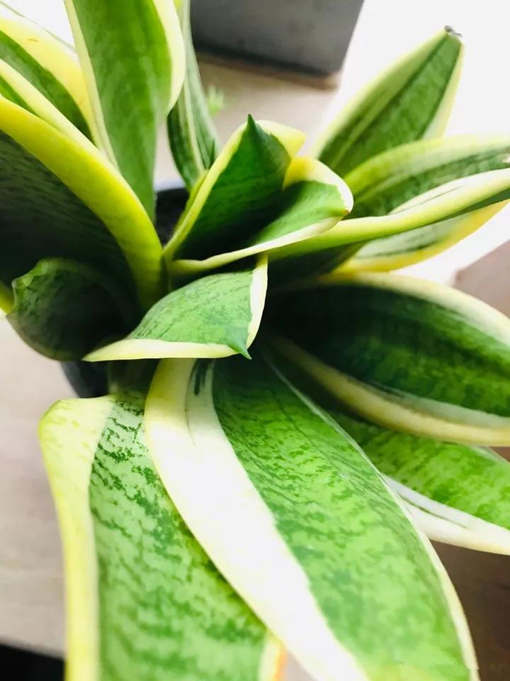 在叶子上的蓝色营养液,在植物的叶子上喷水有用吗