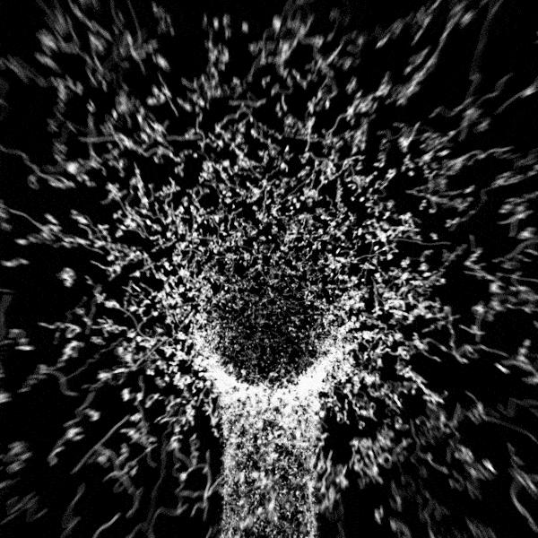 梦里花落知多少,梦里花落知多少郭敬明