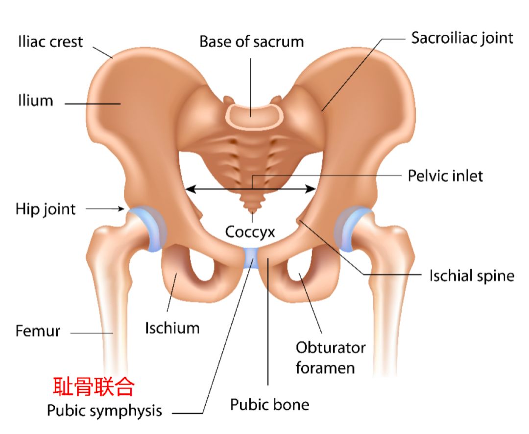 妇女产后骨盆修复按摩手法,按摩能修复骨盆和耻骨吗
