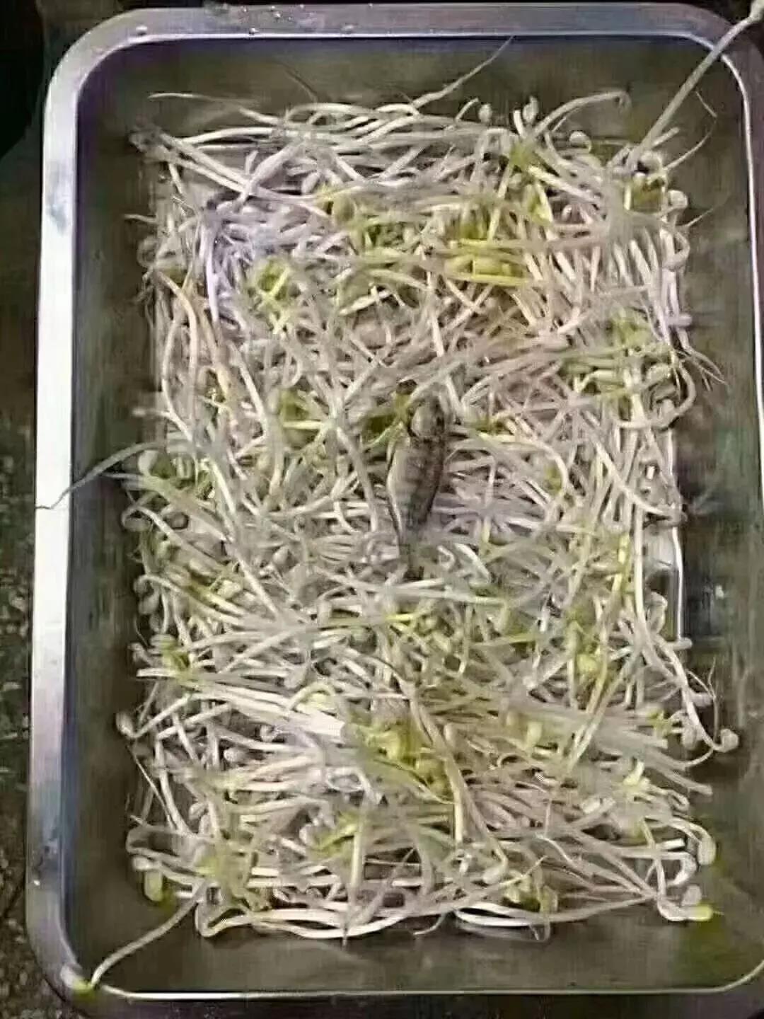 搞笑时刻心情变好,搞笑时刻大家开心就好