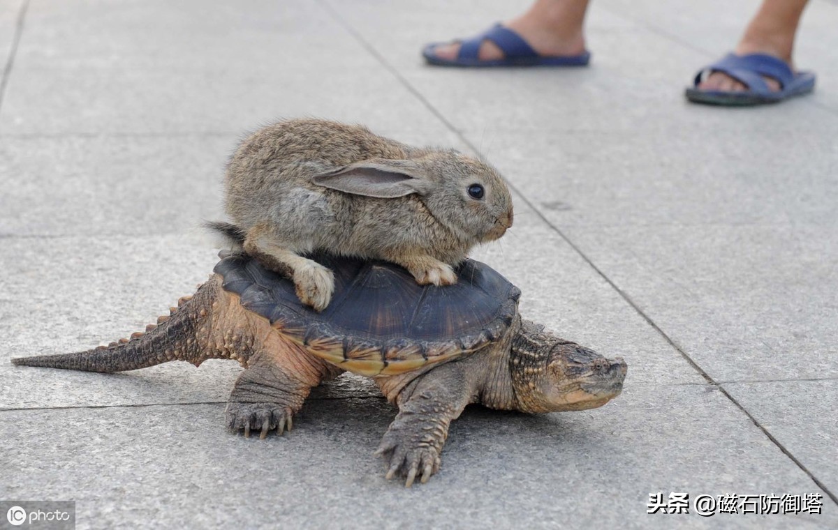 千年王八万年龟，它因何长寿，在华夏文明中又有什么样的地位呢？