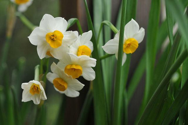 水仙开花后如何处理,水仙开完还有用吗
