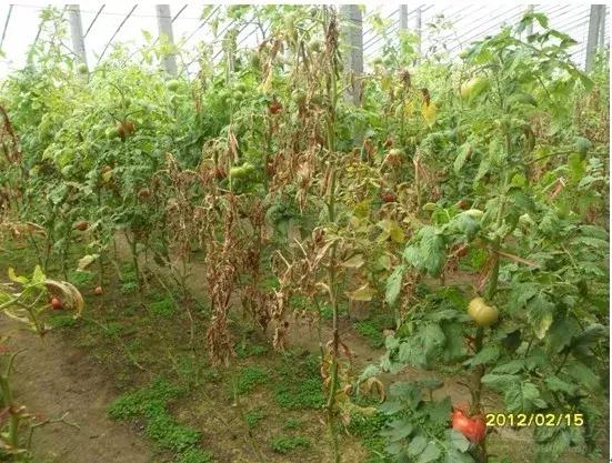 地没劲，根系弱，病害多......这些方法最管用