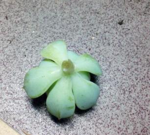 多肉连根拔起了怎么办,多肉茎腐怎么办