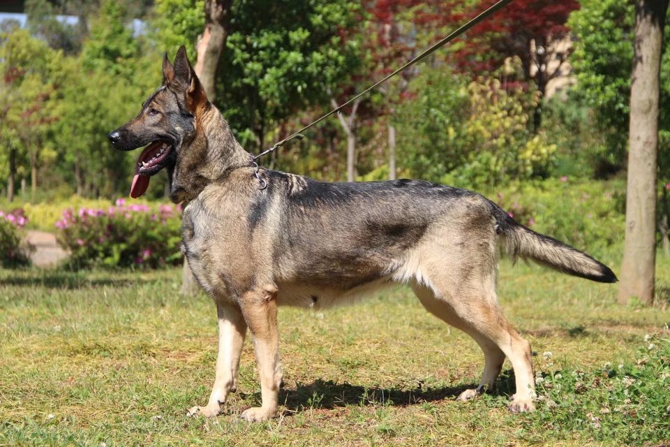 世上最罕见的狗品种图片,全世界狗品种视频