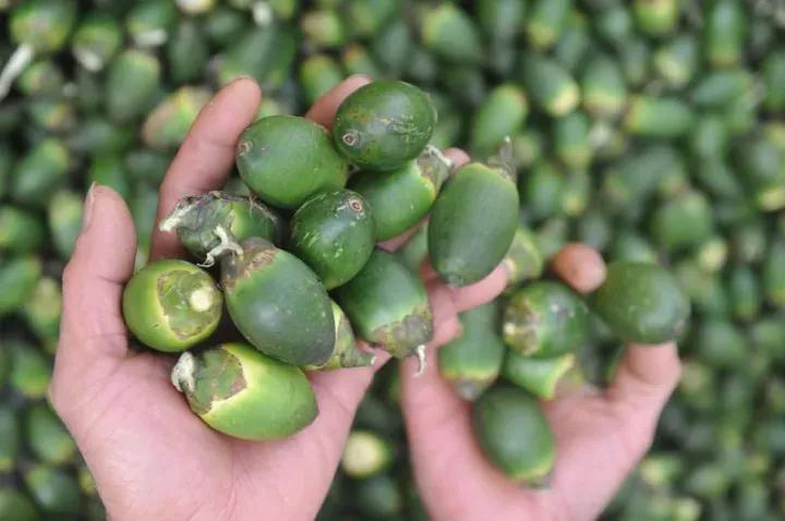 和你讲一讲海南槟榔“尴尬”的趣事