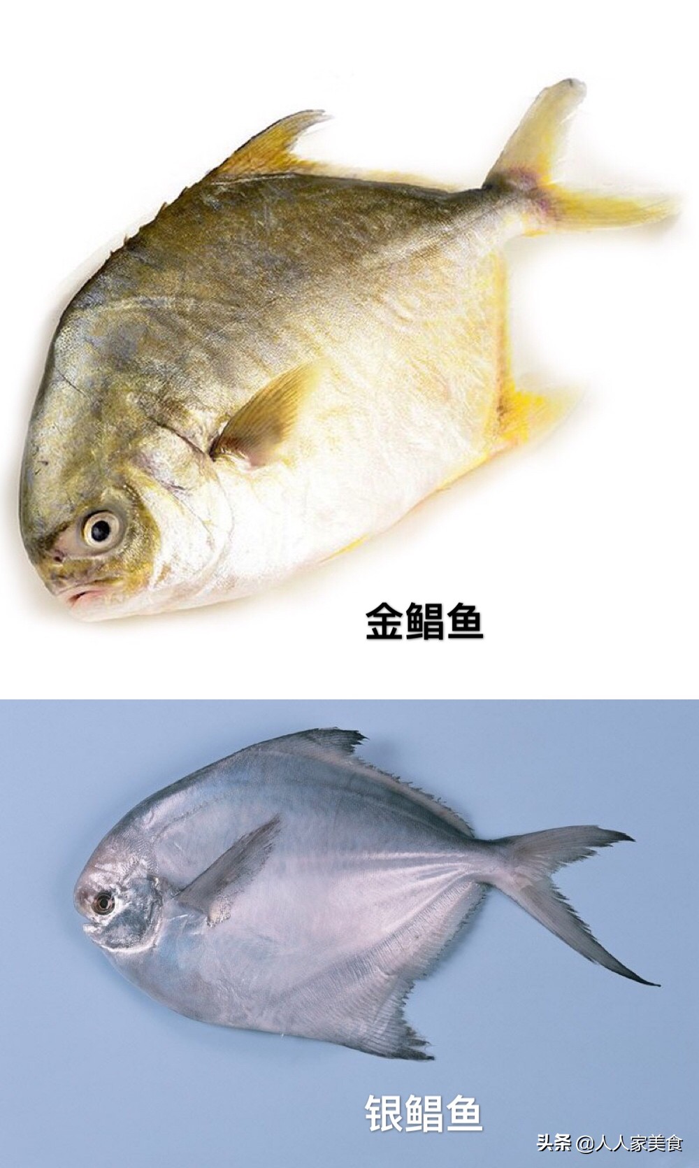 金鲳鱼的养殖条件有哪些呢,金鲳鱼和银鲳鱼哪一个可以养殖