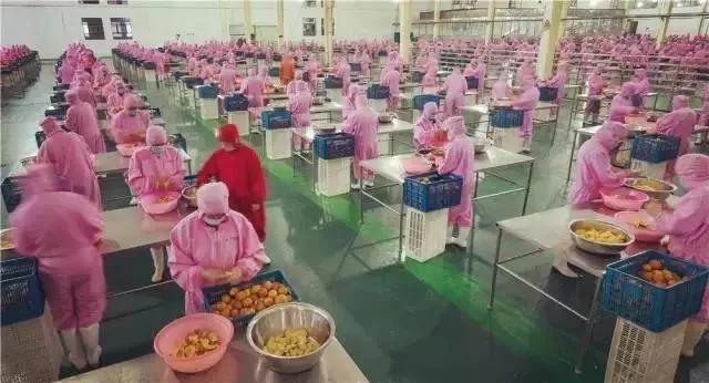 浙江天子：零废弃守护“绿水青山”，小柑橘堆出“金山银山”