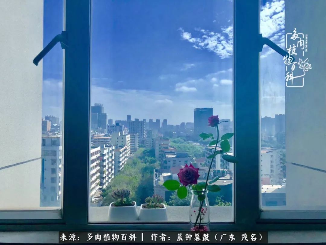 轻轻地告诉你,我的多肉也曾美过,不信你看看