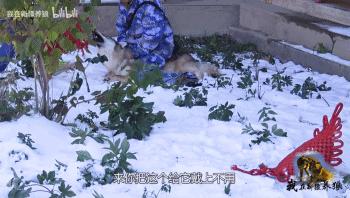 养狼20年养成二哈,养狼养二哈