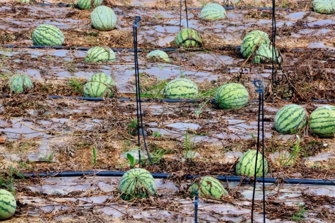 翔安机场建设效果图,翔安机场全景