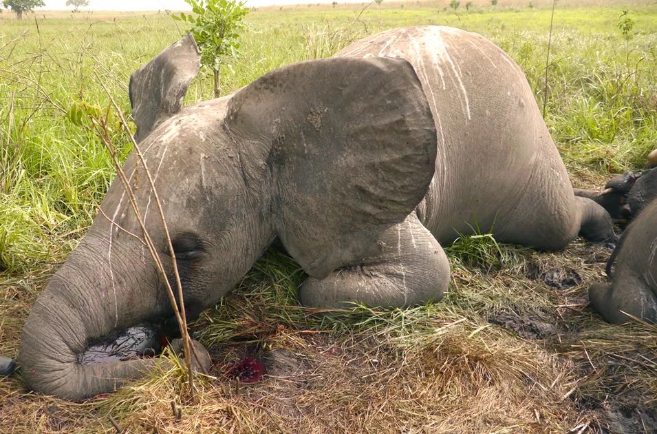 放弃百万年薪，去非洲撸猫？长腿版小李子引63w人舔屏：看我看我